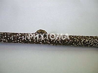 Phomopsis actinidiae